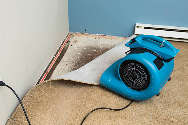 Best Mold removal after water damage  in Douglass, KS